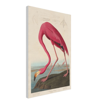 John James Audubon — Amerikanischer Flamingo (1838) · Leinwand