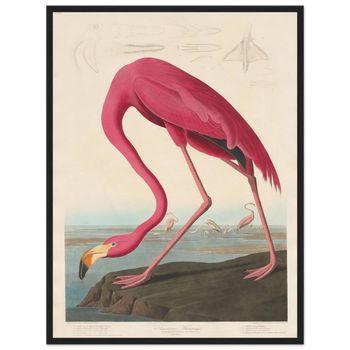 John James Audubon — Amerikanischer Flamingo (1838) · Mattes Papier mit Holzrah